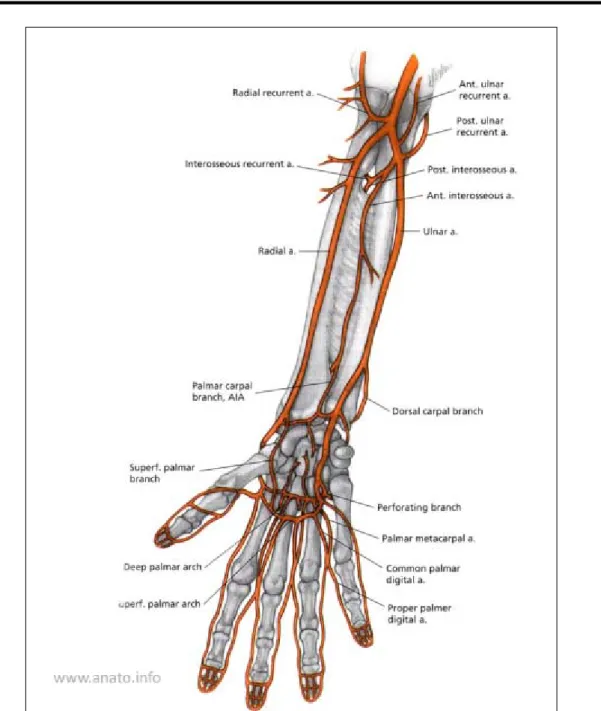 Figure 2 : Artères de l’avant et la main [5] 