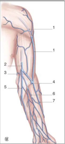 Figure 3: Les veines superficielles du membre supérieur [8]  1.  Veine céphalique ;  