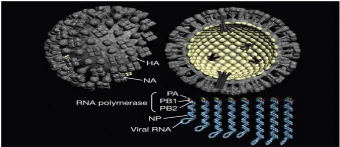 Fig. 16 :  Représentation schématique d’une particule de virus influenza A [2] 