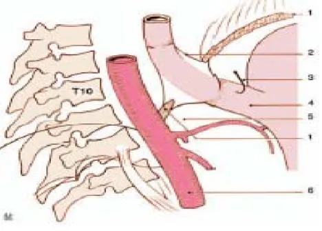 Figure 23 [5] : Œsophage abdominal. 