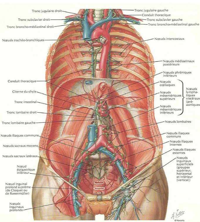 Figure 34 : Schéma montrant les vaisseaux et les ganglions lymphatiques  du rétropéritoine