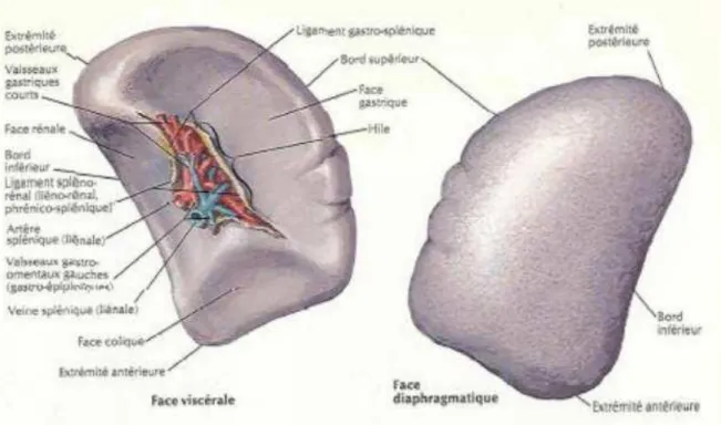 Figure n° 8  : Forme et configuration externe de la rate 