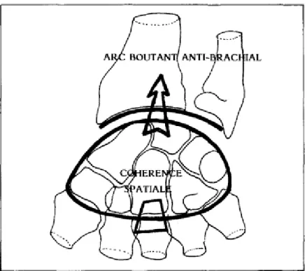 Figure 28: Toute altération de la cohérence spatiale du carpe (altération de forme ou de volume  des os du carpe) ou toute modification anté-brachiale entraine des désaxations intracarpiennes 