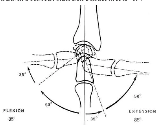 Figure 29: Les mouvements de flexion-extension autour de l'axe transversal 