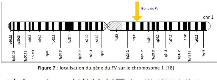 Figure 7 : localisation du gène du FV sur le chromosome 1 [18] 