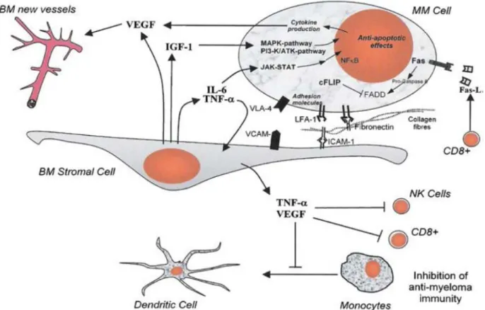 Figure 16 : Micro-environnement myélomateux et complexité des voies de signalisation  cellulaire