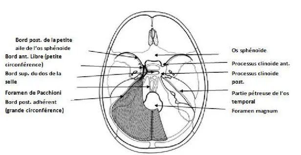 Figure 17 : Vue supérieure de la fosse cérébrale postérieure   montant la disposition de la tente du cervelet [30] 