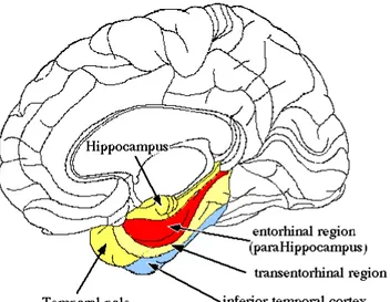 Figure 20 : coupe coronale crânio-encéphalique montrant la tente du cervelet (flèche jaune), Le  mésencéphale (étoile bleue), l’uncus hippocampique ou T5 (flèche rouge) [35] 