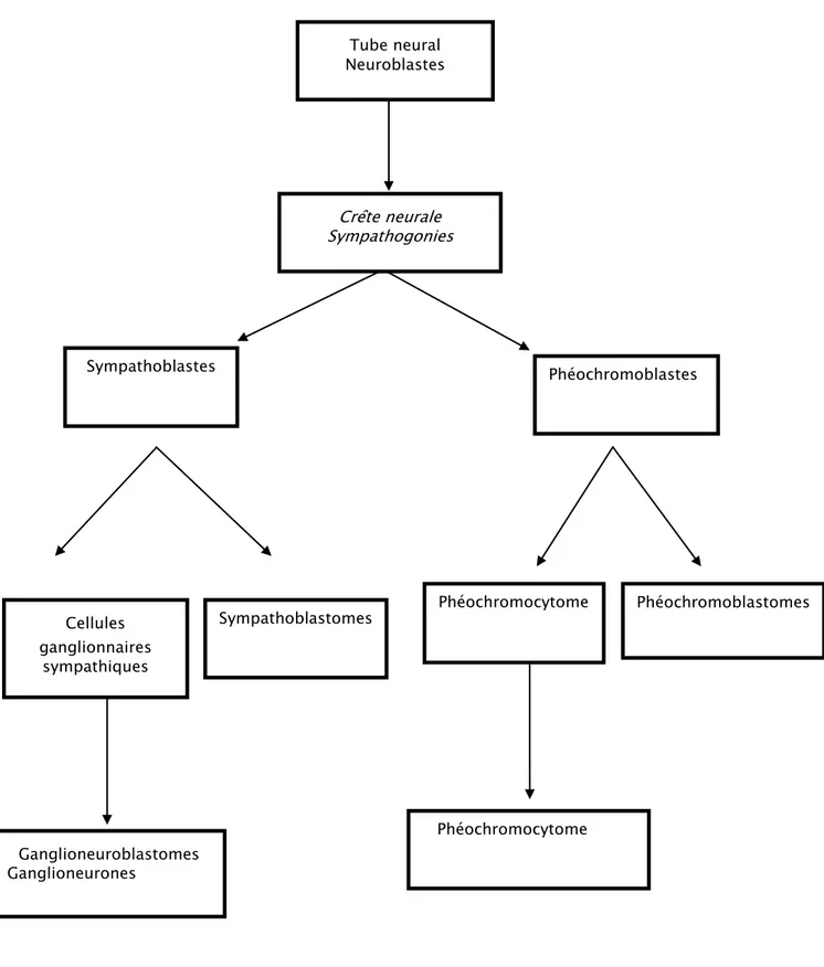 Figure 5: Rappel embryo-histologique d’après Kessie [18] Tube neural Neuroblastes Crête neurale Sympathogonies  Phéochromoblastes Sympathoblastes 