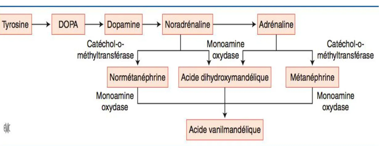 Figure 13 : Métabolisme  des catécholamines [22] 