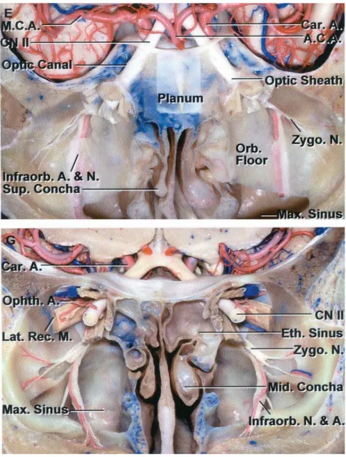 Figure 4: coupes anatomiques montrant le trajet du nerf optique   depuis son origine jusqu’à sa terminaison (10) 