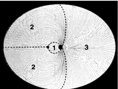 Figure 5:  Organisation de la couche de fibres nerveuses dans la rétine (8)  1 – amas papillomaculaire ; 2 – couche de fibres nerveuses temporales ;  3 – couche de fibres nerveuses nasales