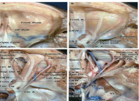 Figure 6: coupes anatomiques de dissection   montrant le nerf optique et ses rapports anatomique (10) 