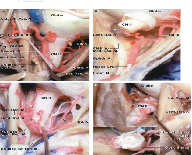 Figure 7: coupes anatomiques montrant la vascularisation artérielle du nerf optique (10) 