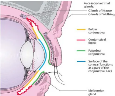 Figure 1 : coupe sagittale de l'œil et des paupières    montrant les trois zones de la conjonctive
