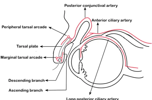Figure 6 : schématique d'une coupe sagittale   montrant la Vascularisation artérielle de la conjonctive