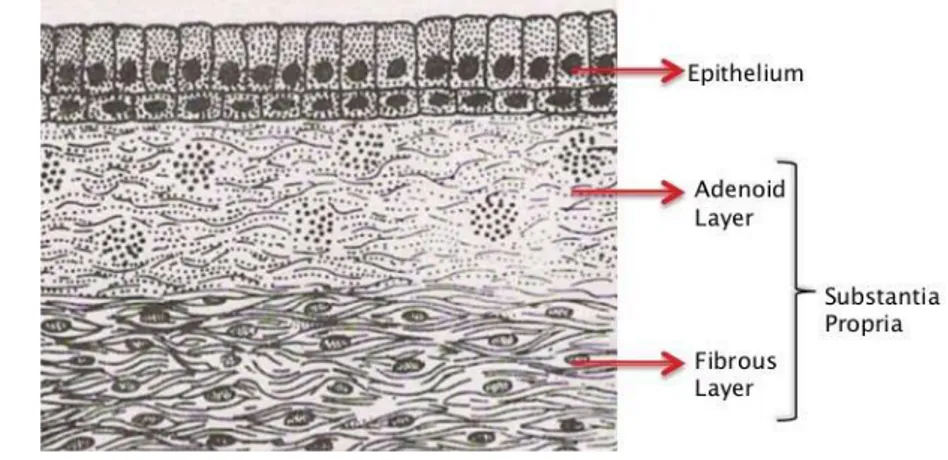 Figure 8 : Vue schématique de l'épithélium conjonctivale   avec les deux couches du chorion