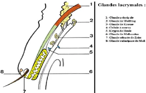 Figure 9 : Vue schématique d'une coupe sagittale de la paupière   montrant l'insertion des différentes glandes lacrymales
