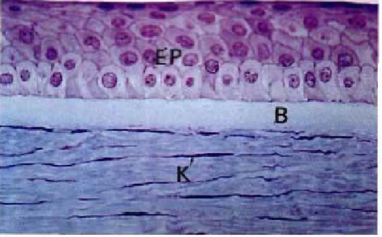 Figure 14 : Coupe histologique de la cornée prenant l'épithélium,   la membrane de Bowman et une partie du stroma