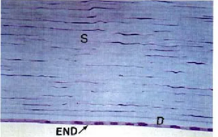 Figure 16 : Coupe histologique de la cornée prenant le stroma,   la membrane de Descemet et l’endothélium