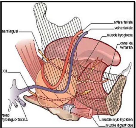 Figure 9  : les rapports de la glande sous maxillaire avec les éléments vasculo-nerveux