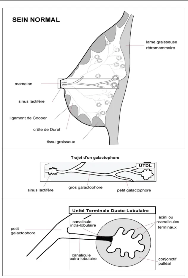 Figure 1 : Représentation schématique de la structure générale du sein  [12] 