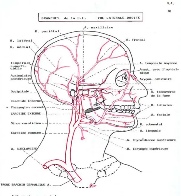 Figure 7 : Branches de la carotide externe : vue latérale droite 