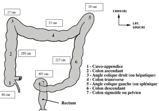 Figure 7 : Schéma illustrant la répartition du cancer colique selon les différentes localisations 