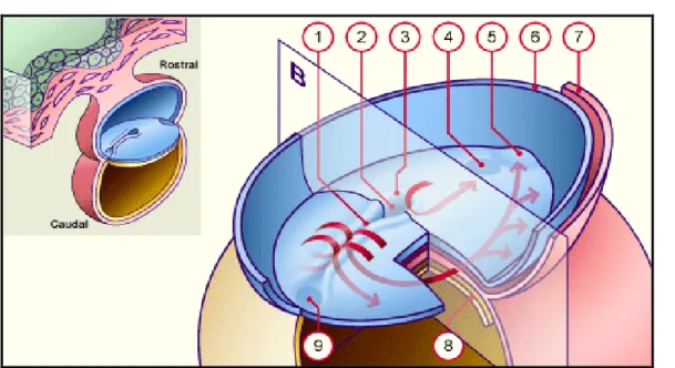 Figure 25: Disque embryonnaire vu par sa face supérieure (dorsale) (12-17 jours) [12]