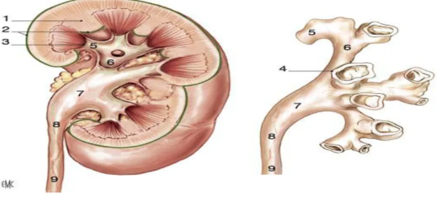 Figure 1 : Coupe frontale montrant l'architecture du rein(7) 