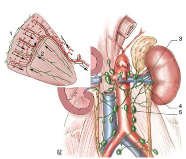 Figure 7: Vue de face montrant la Vascularisation lymphatique du rein (7)  1. Réseau cortical subscapulaire ;     2