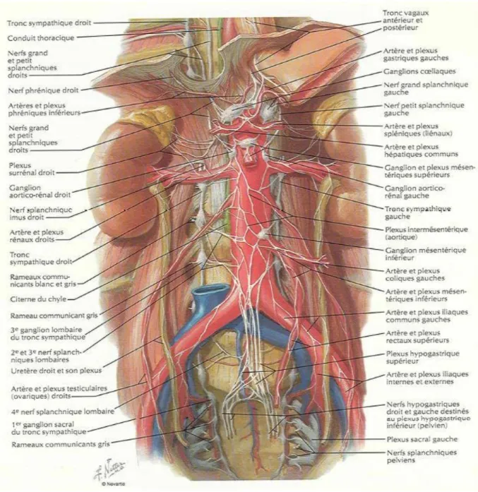 Figure 3 : Schéma montrant le système nerveux végétatif de l’espace rétropéritonéal. 