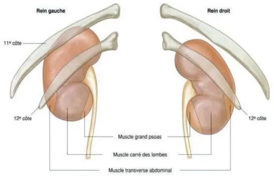 Figure 7 : Structures en rapport avec la face postérieure des reins 