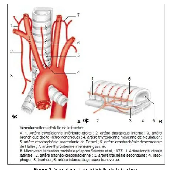 Figure 7: Vascularisation artérielle de la trachée. 