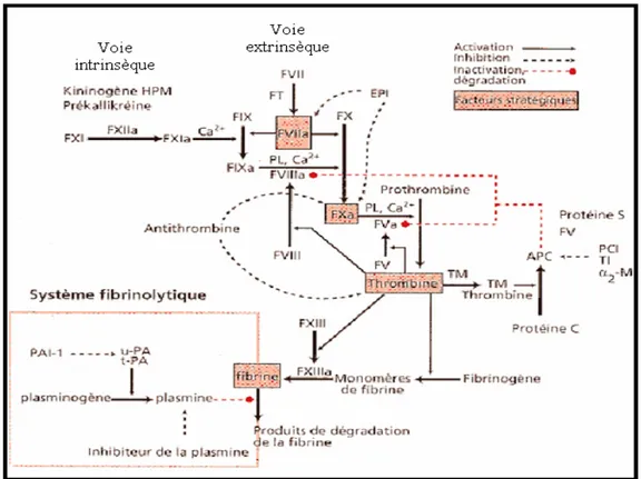 Figure 1 : Schéma montrant les différentes étapes de la coagulation plasmatique. [25] 
