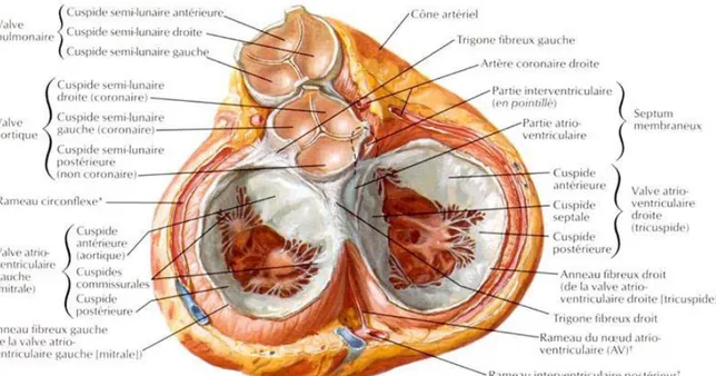 Figure 1 : Image montrant la continuité mitro aortique et le rapport de la valve aortique   avec la valve tricuspide (crédit photo : FRANK Netter) 