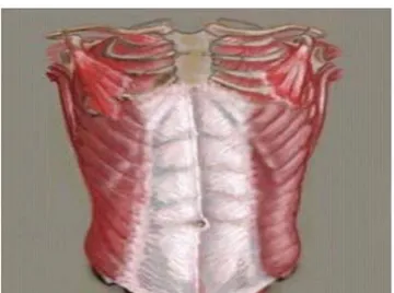 Figure 25 : muscle transverse de l’abdomen 