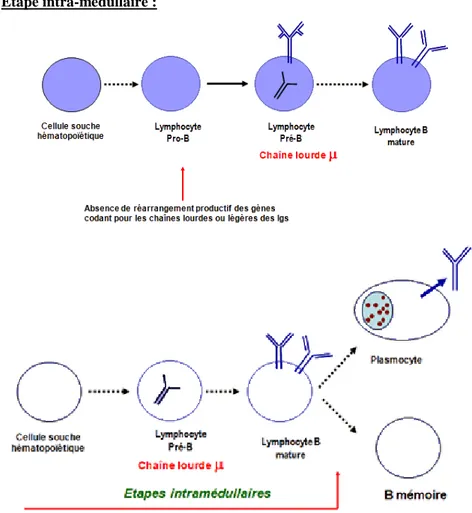 Figure 12: Les stades du développement des lymphocytes B dans la moelle osseuse   et les réarrangements moléculaires associés [23]