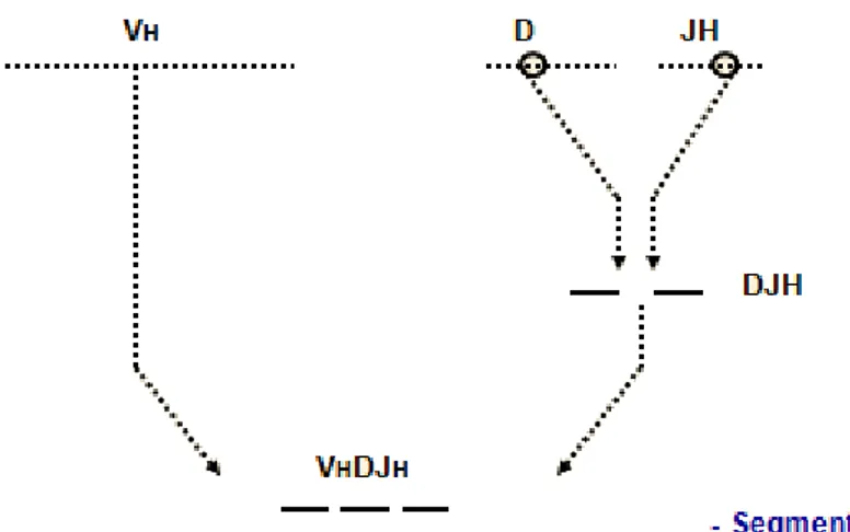 Figure 15 : Diversité des immunoglobulines [23].  -  Il y a d’abord un réarrangement des gènes DJ puis des gènes VDJ