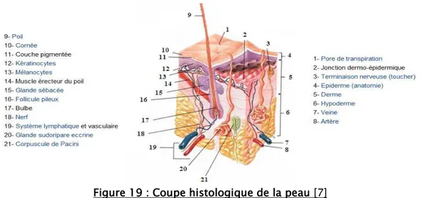 Figure 19 : Coupe histologique de la peau [7] 