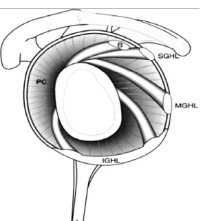 Figure 8 : Vue en dehors des ligaments de l’articulation gléno-humérale. [9] 