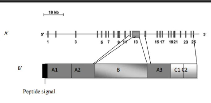 Figure 3 : Le facteur V du gène (A’) avec ses 25 exons à la protéine (B’)   avec ses trois domaines (A, B, C) (65) 