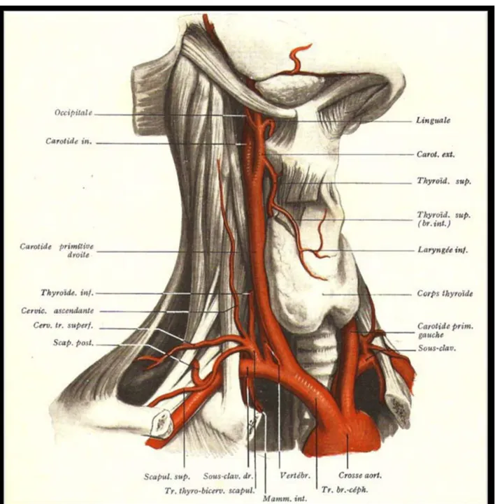 Figure 10 : Schéma montrant le trajet de l’artère  carotide primitive et de la partie proximale des  artères carotides interne et externe [8] 