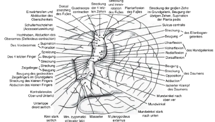 Figure 6: carte montrant les réponses des stimulations électriques   du cortex moteur selon Kraus en 1912 (25) 