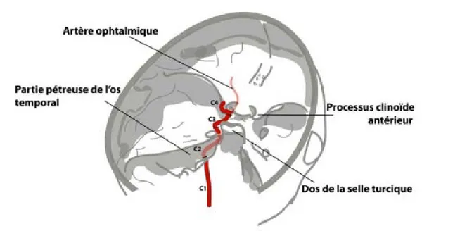 Figure 18: Schéma illustrant les segments artériels de l'artère carotide interne(50) 