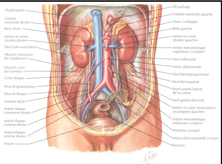Figure 5  : Larégion rétropéritonéale (vue antérieure) 