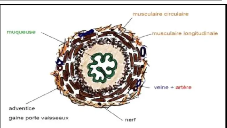 Figure 10  : Coupe transversale d'un uretère 