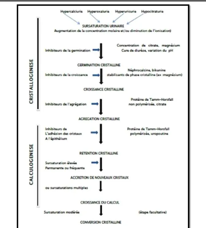 Figure 17  :Etapes de lithogenèse 
