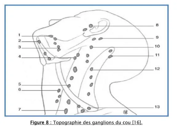 Figure 8 : Topographie des ganglions du cou [16]. 