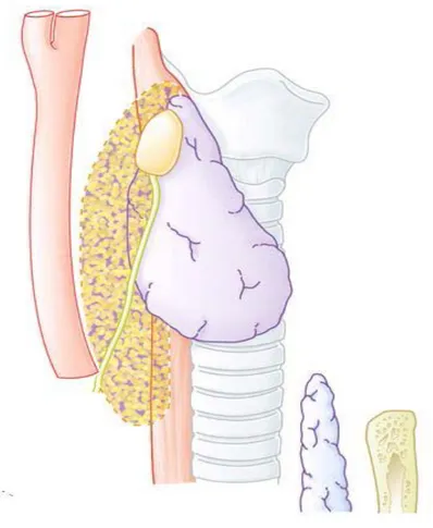 Figure n° 11 : Qui montre l’aire de distribution   de la parathyroïde supérieure P4 [13].